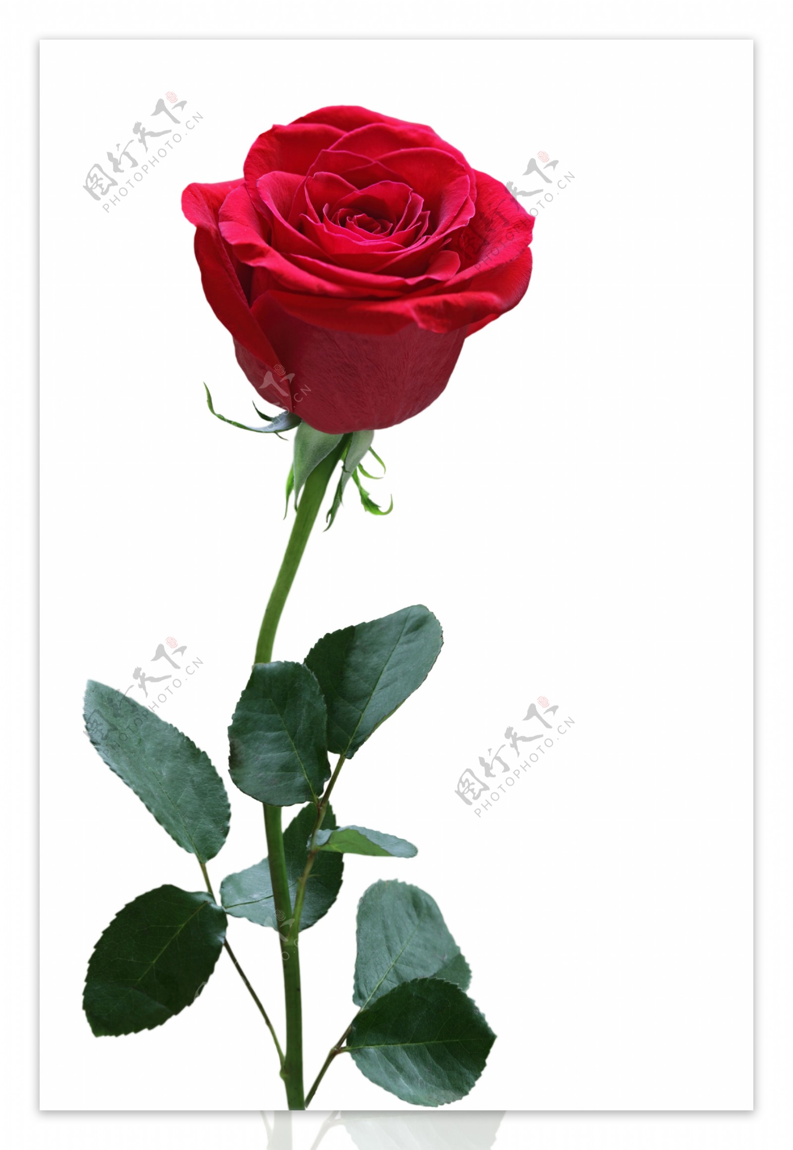 一支红玫瑰花图片