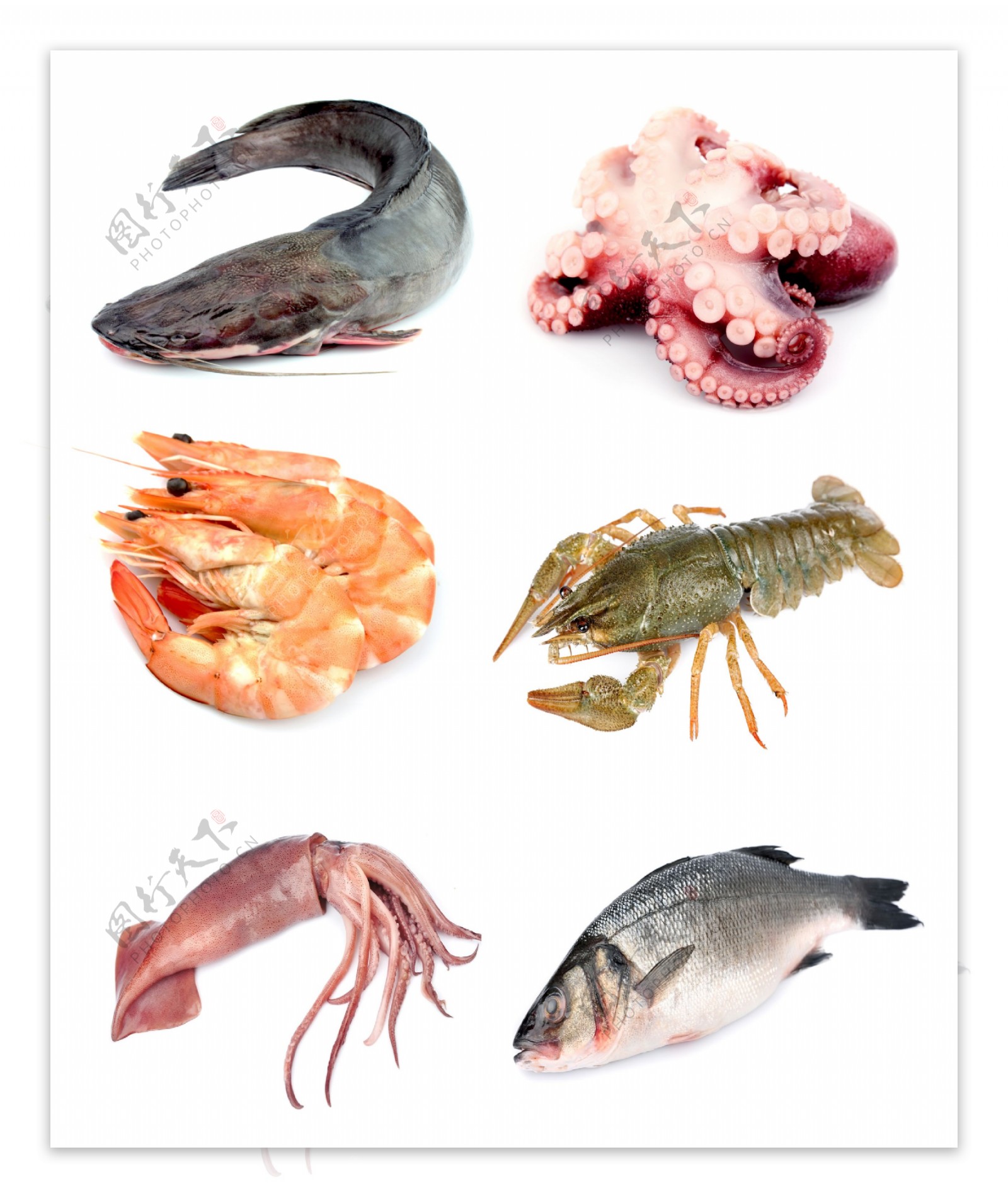 海产品鱿鱼乌贼鲶鱼龙虾鱼高清图片