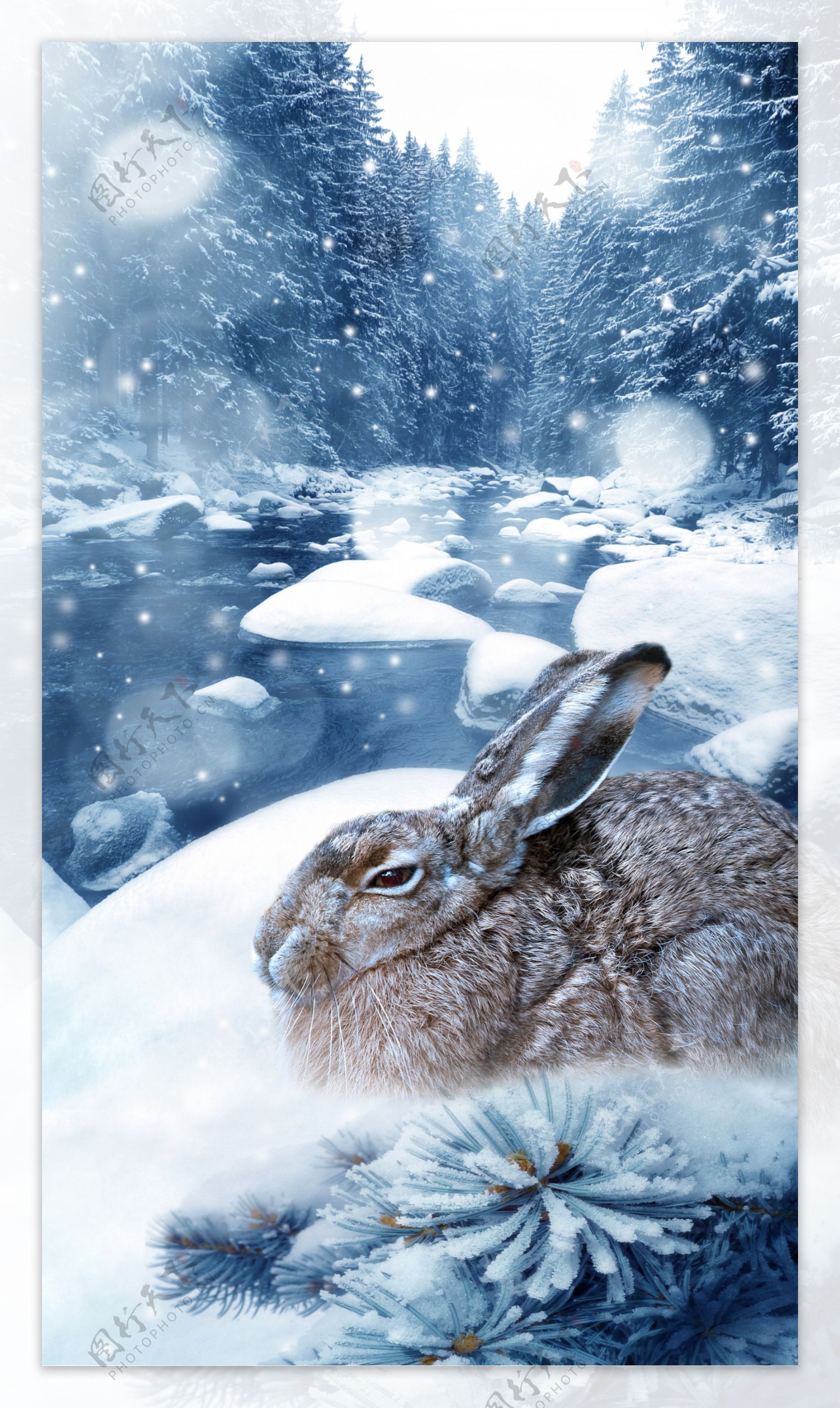雪地里的灰兔图片