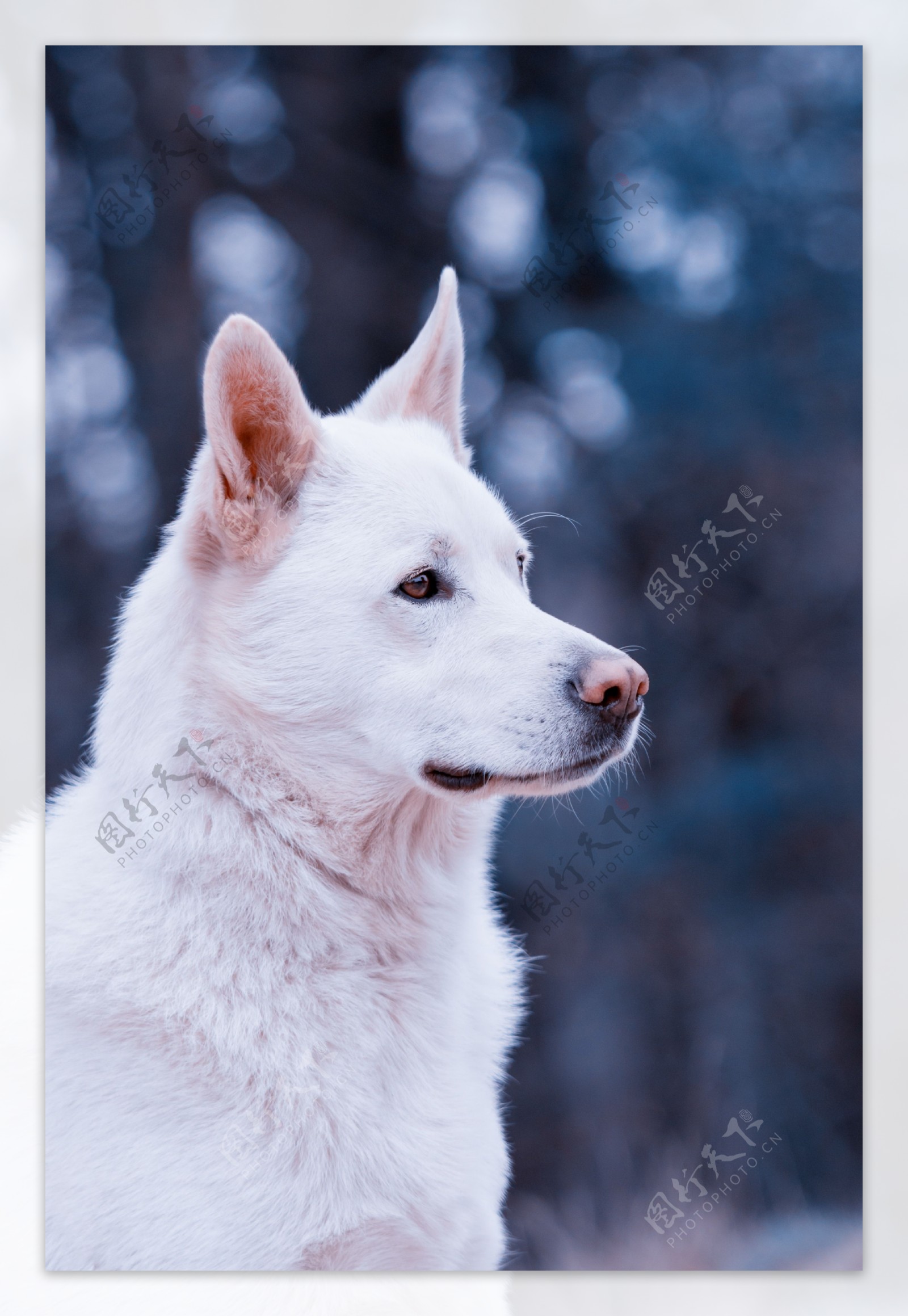 白色超萌狗狗图片