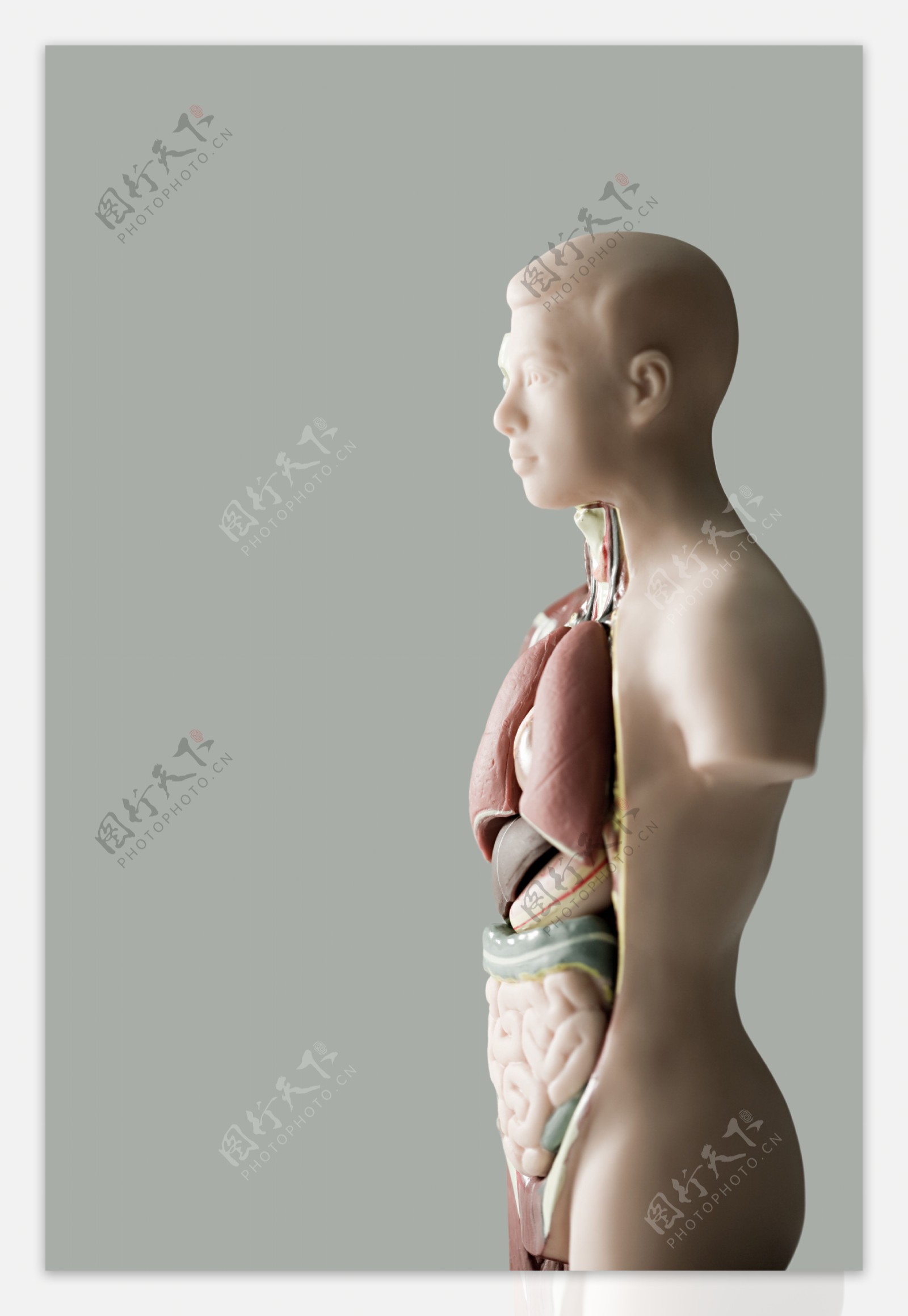 人体模型内的器官模型图片