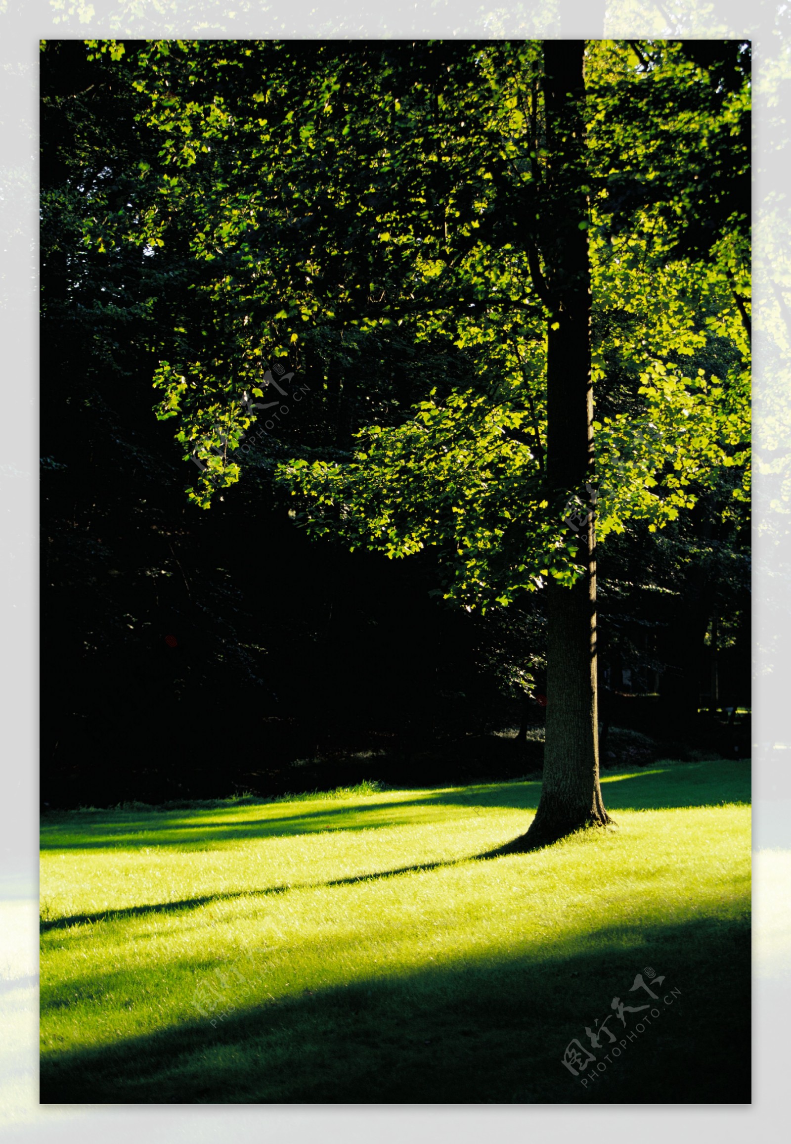 阳光下的林木风景图片素材