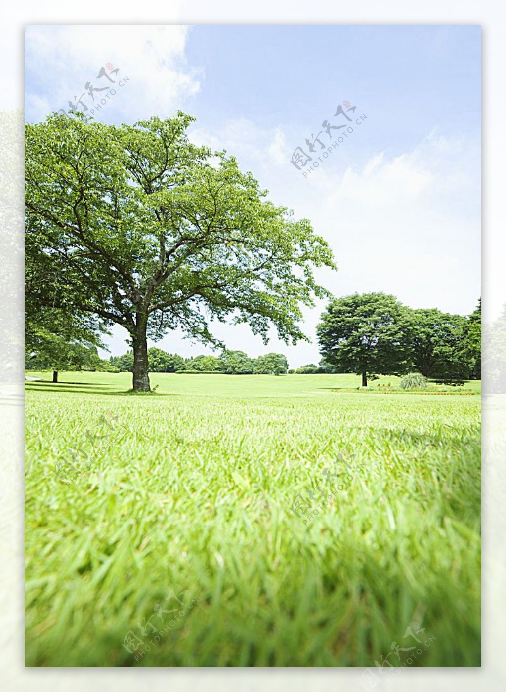 草地与大树自然风景