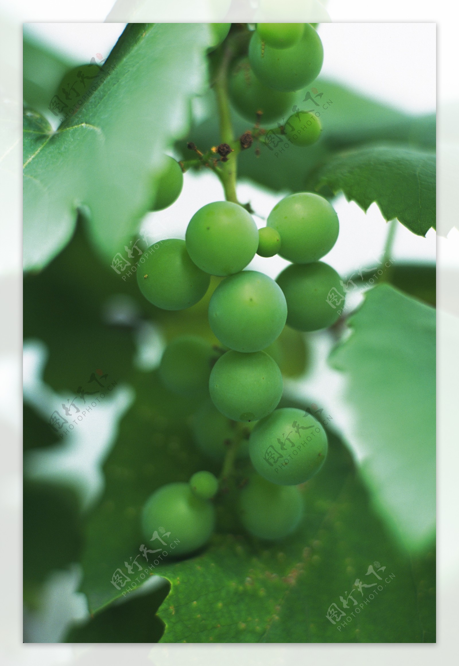 未成熟的绿色葡萄特写图片图片