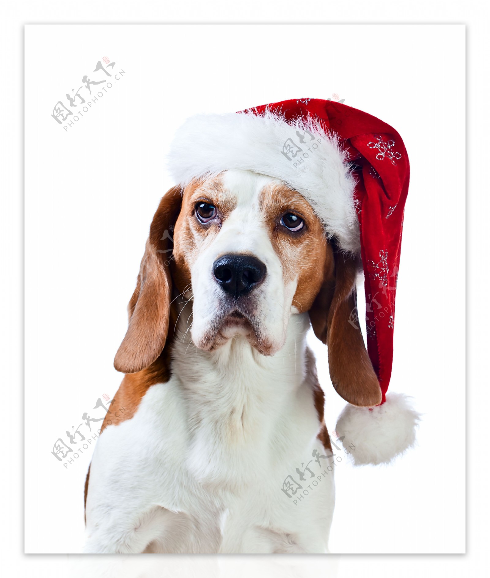 圣诞帽与狗