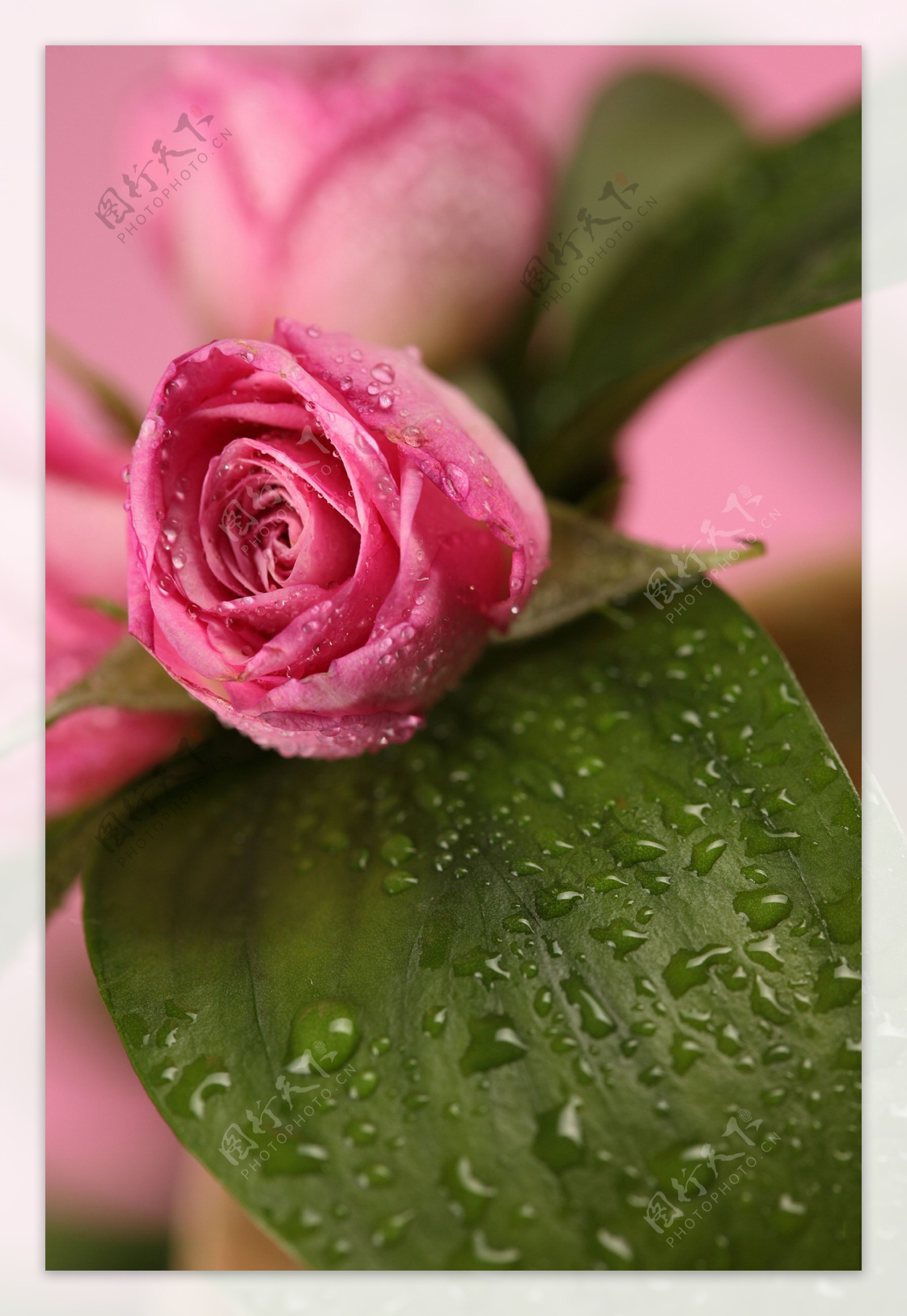 桃红色玫瑰花和水珠