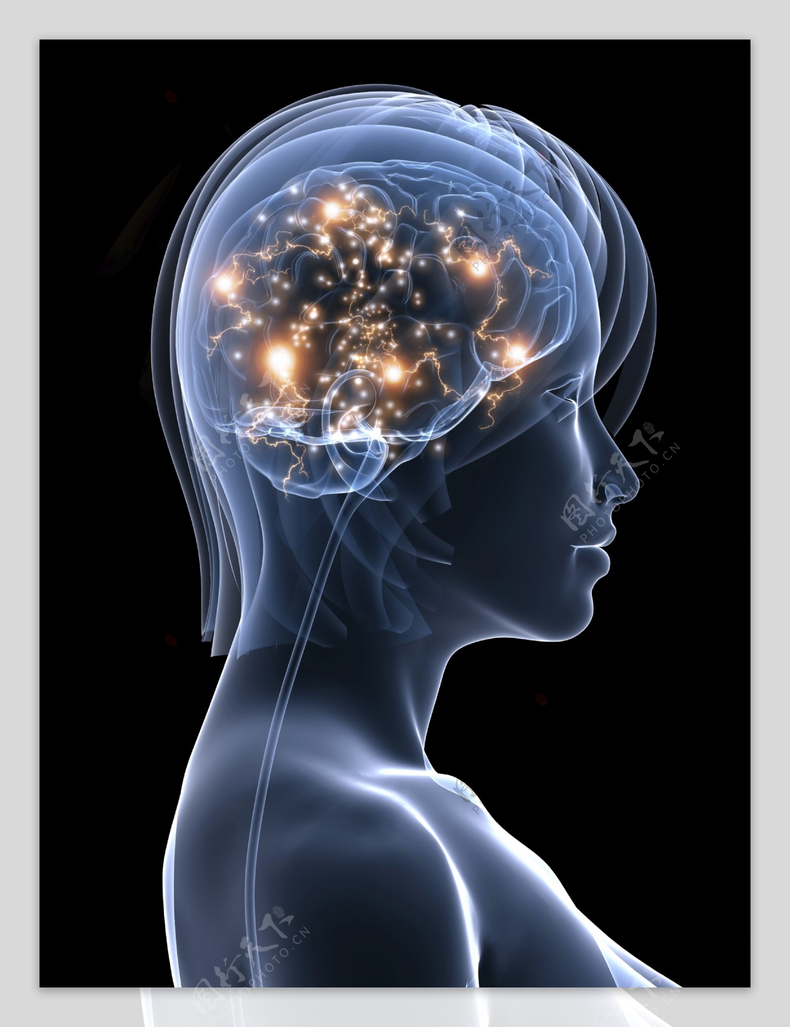 女性大脑神经图片