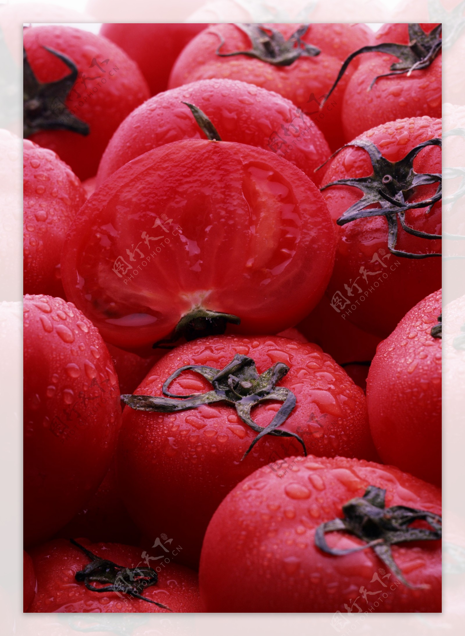 新鲜蕃茄摄影图片