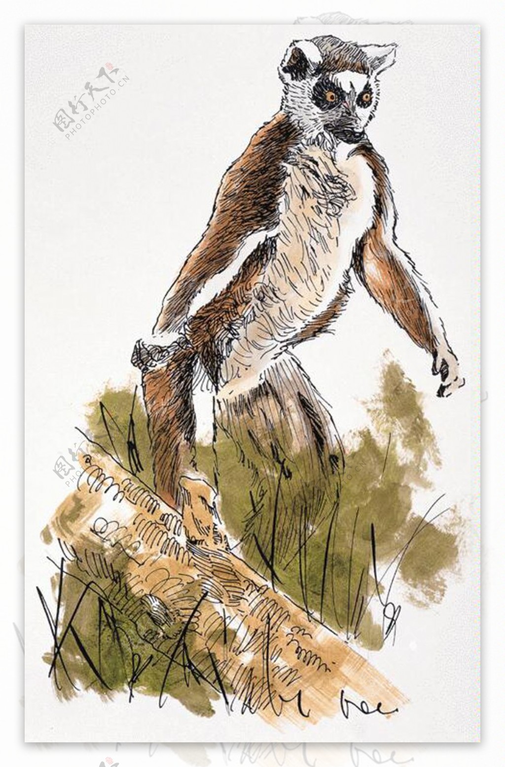 灵长动物动物插图28