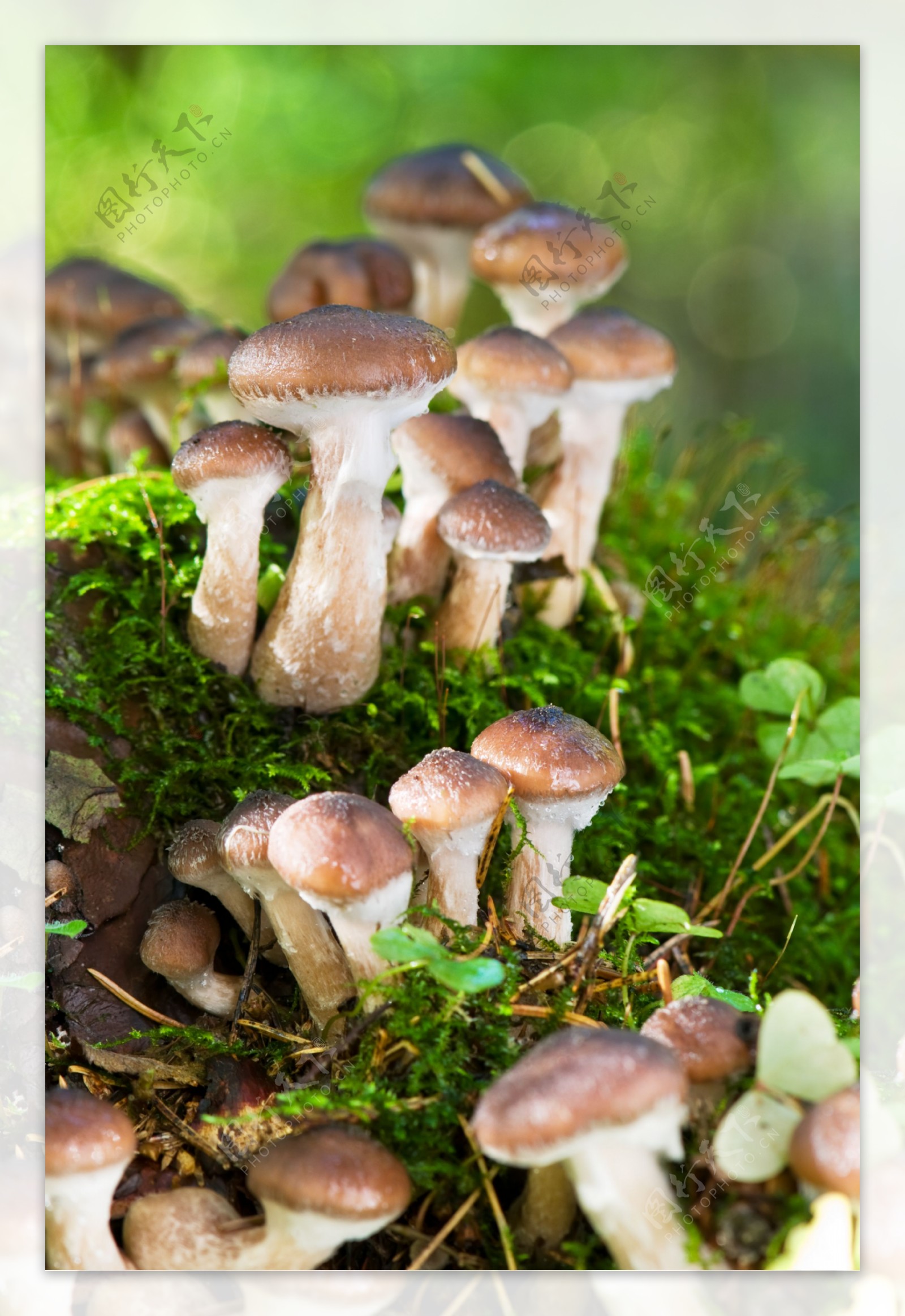 森里的香菇图片