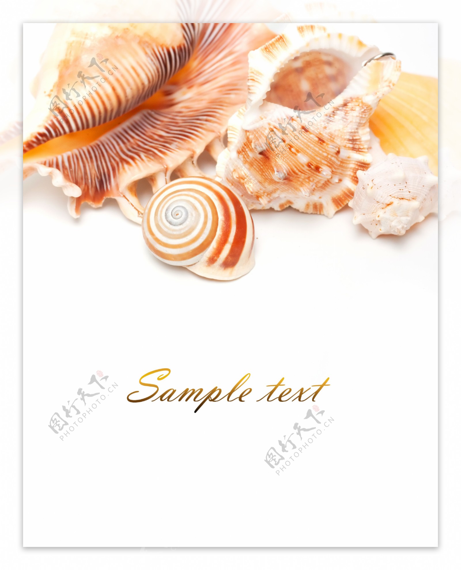 高清贝壳海螺图片