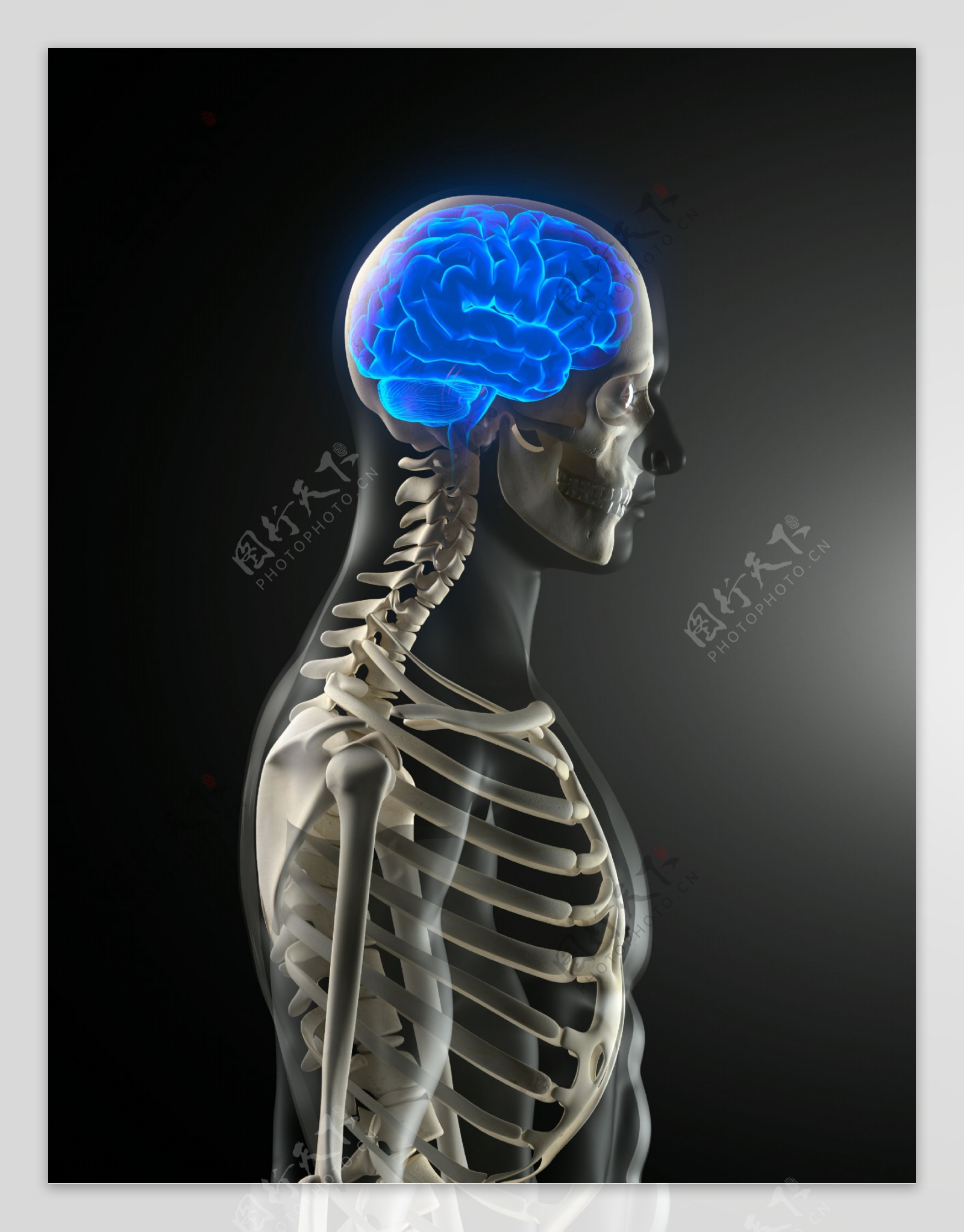 大脑器官与骨架图片