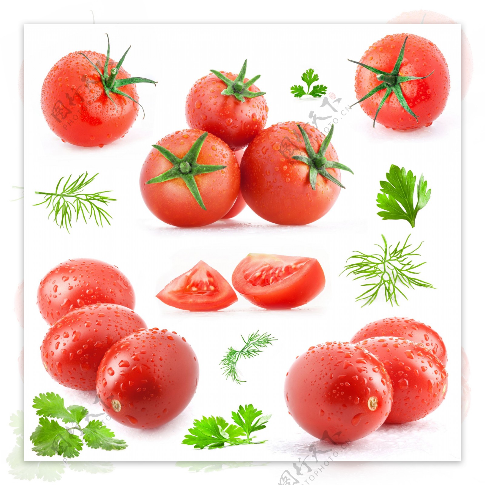西红柿和茴香叶样式大集合