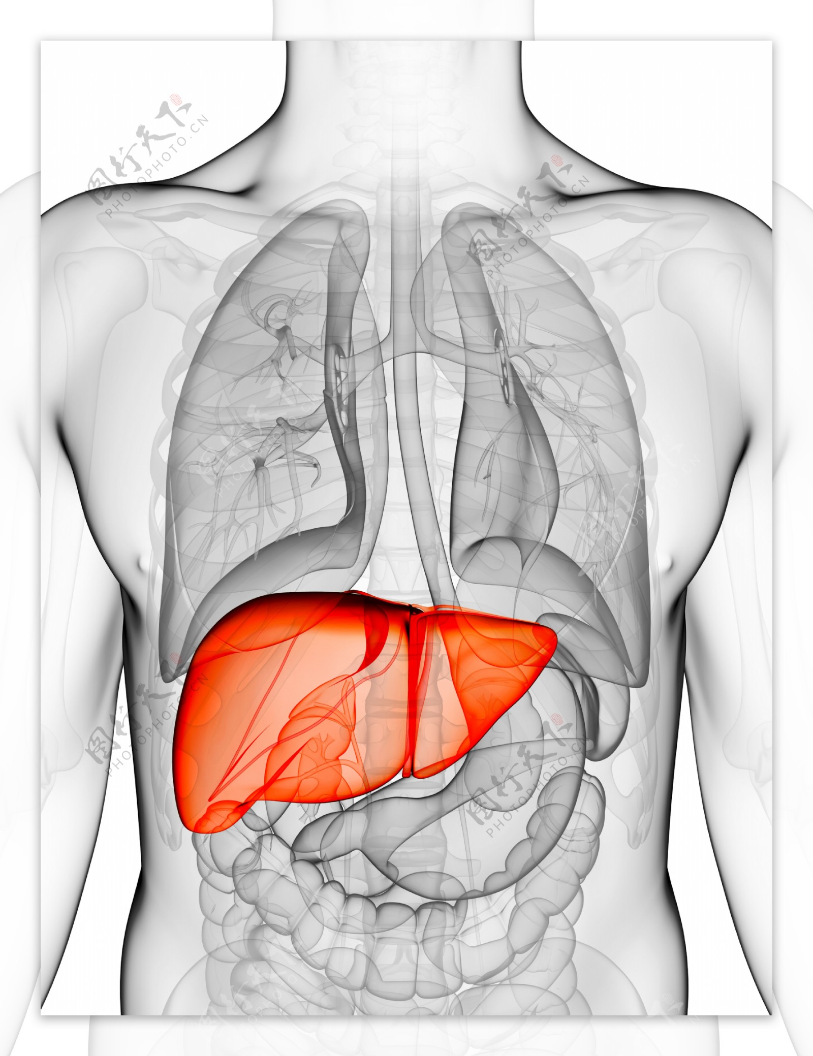 人体肝脏器官图片
