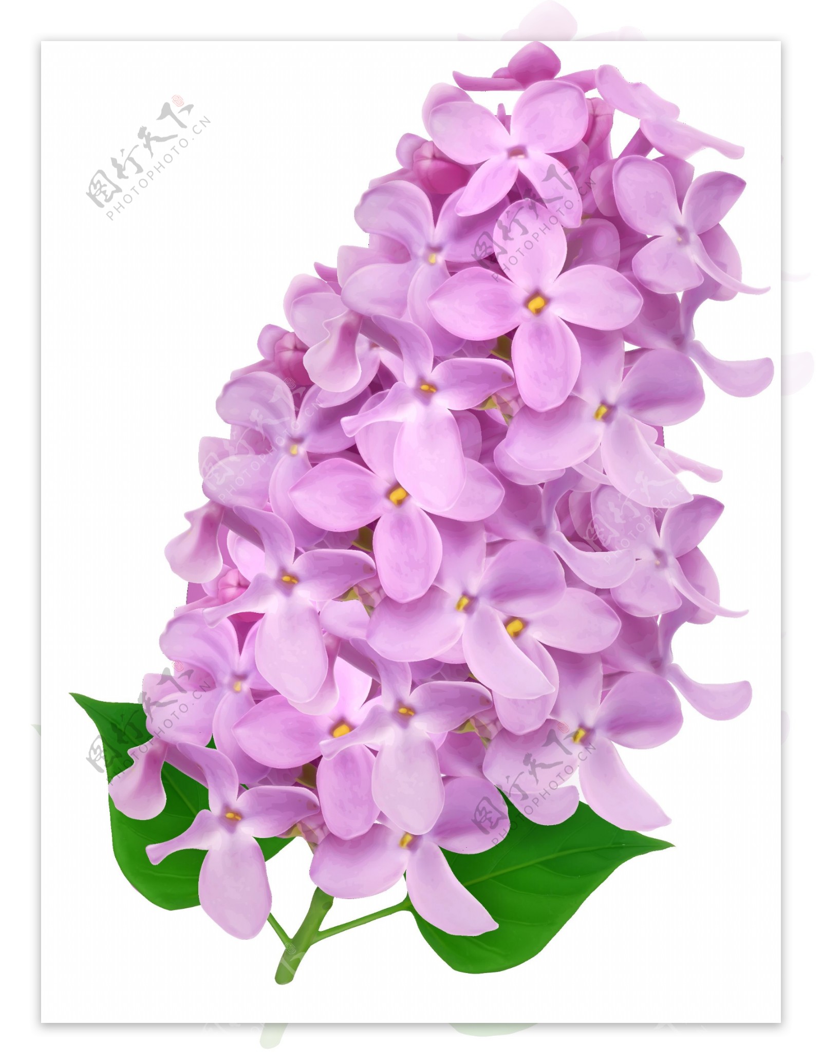 矢量紫色花朵元素