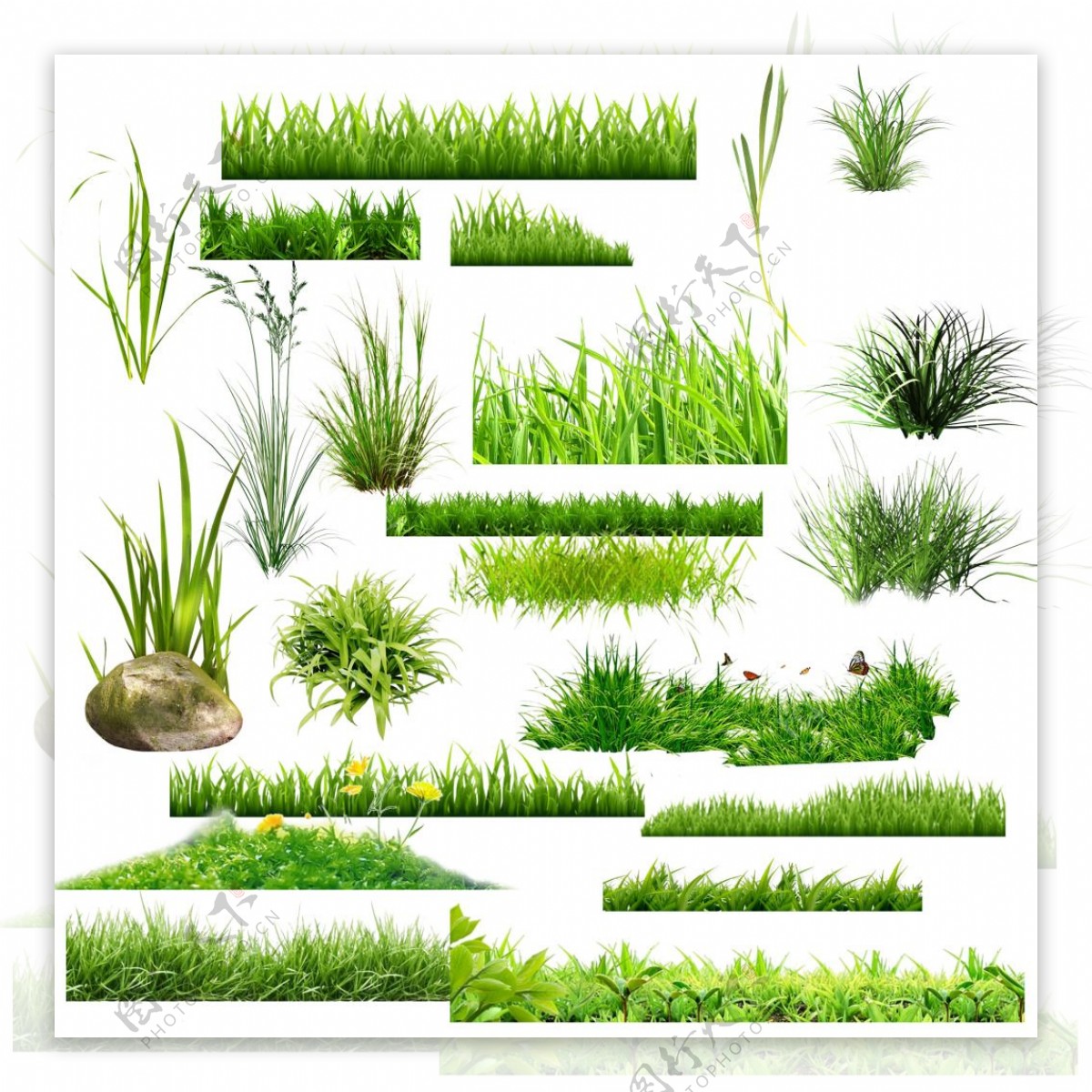 绿色草素材植物图片