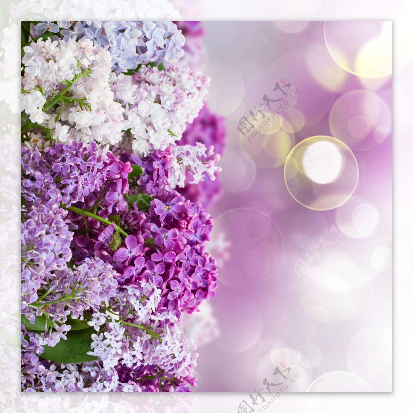 梦幻紫色花卉图片