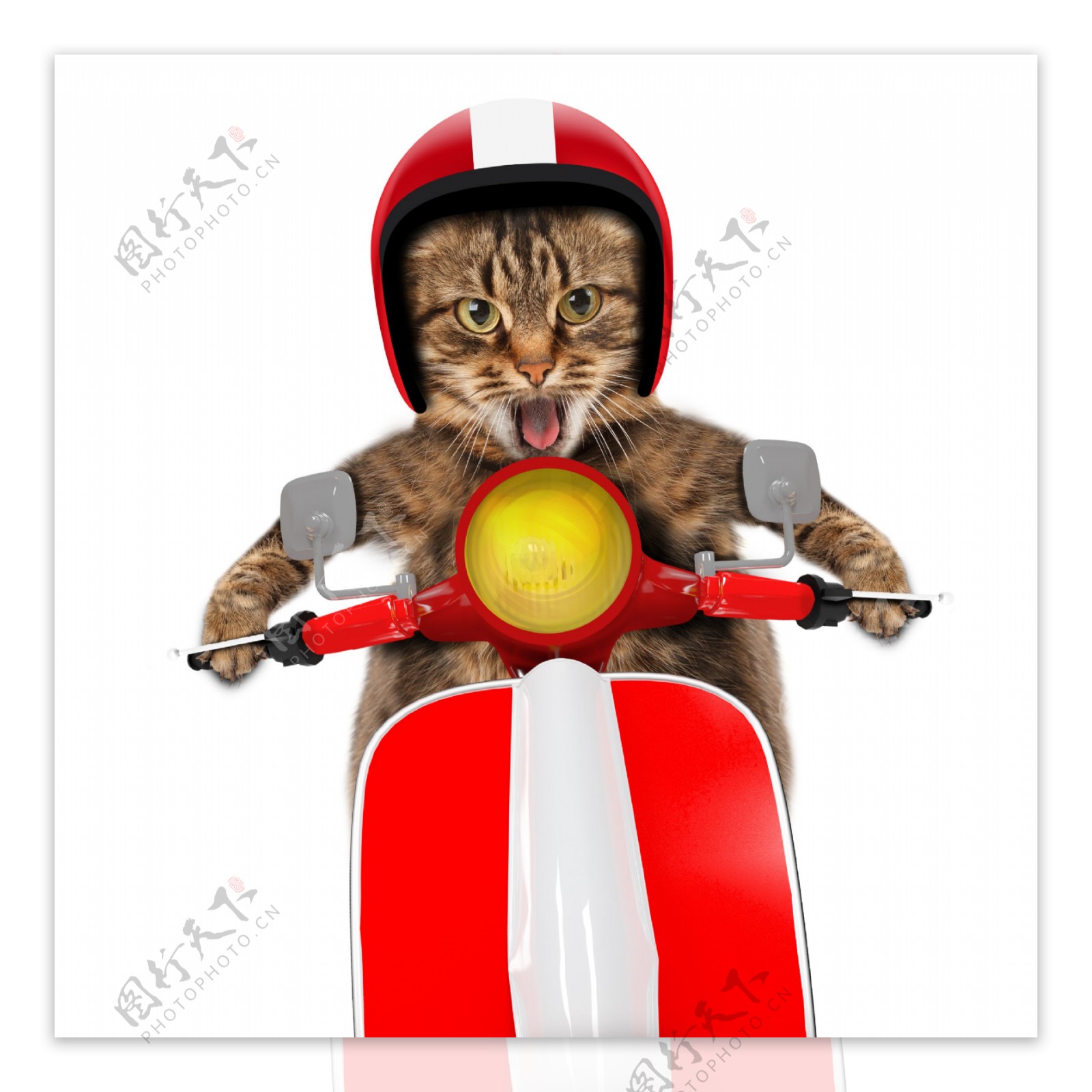 骑摩托车的小猫