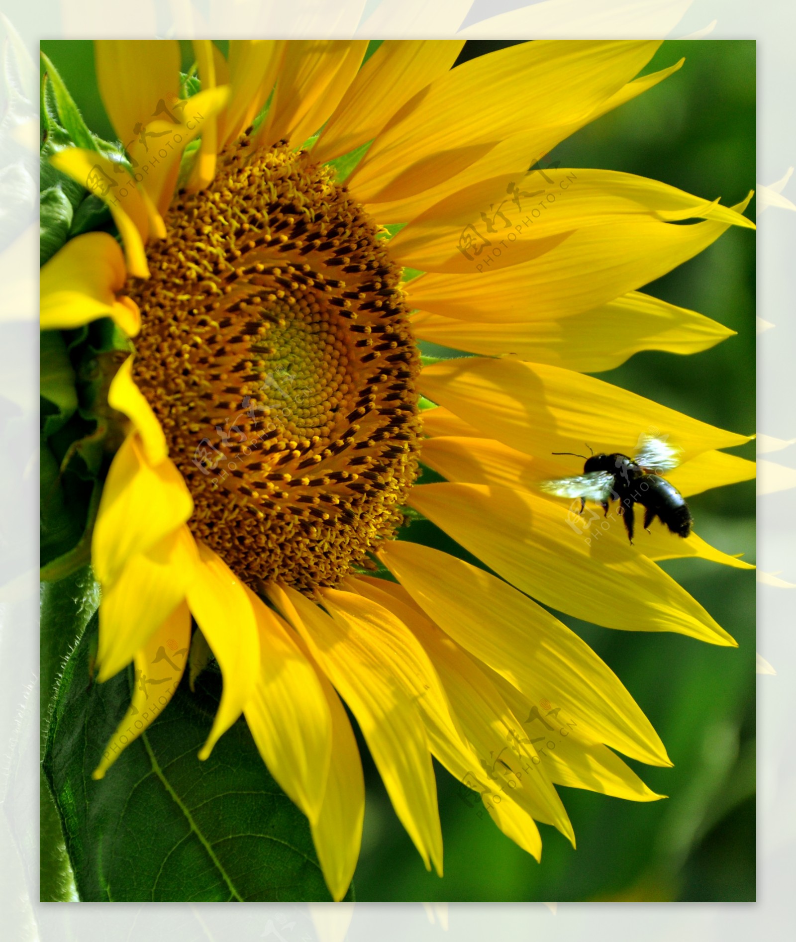 黑黄蜂与向日葵图片