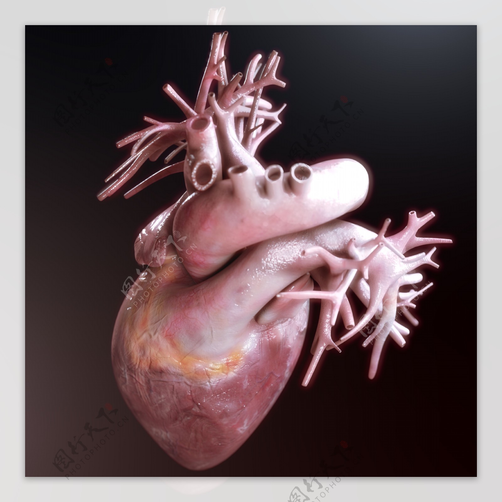 心脏血管模型图片