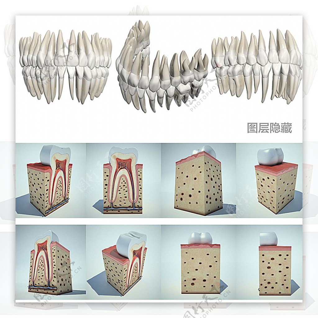 3D牙齿图片