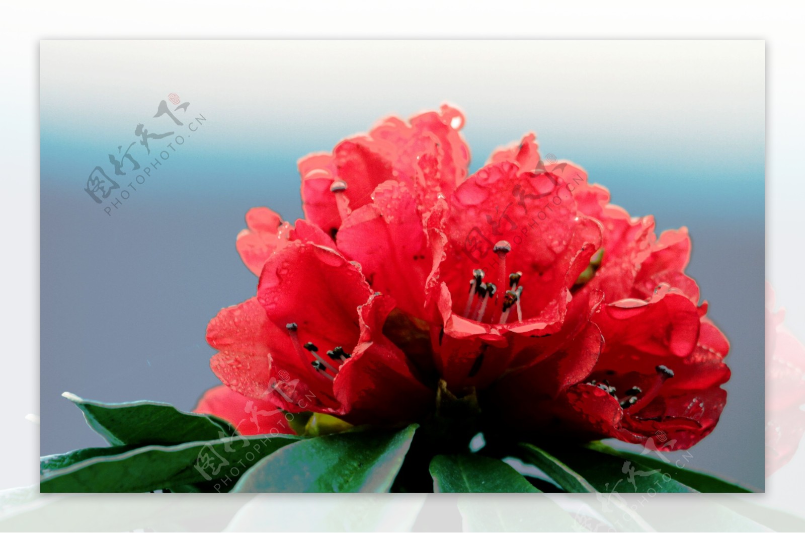 红杜鹃花图片