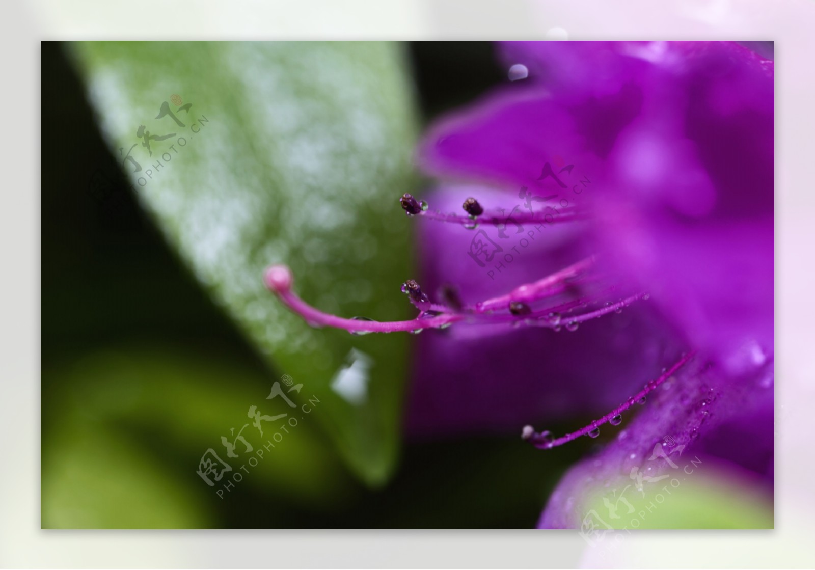 雨后杜鹃花