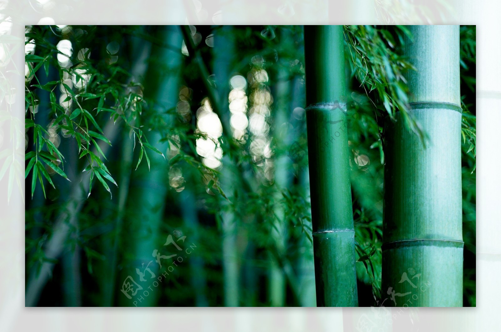 竹子和小片竹林