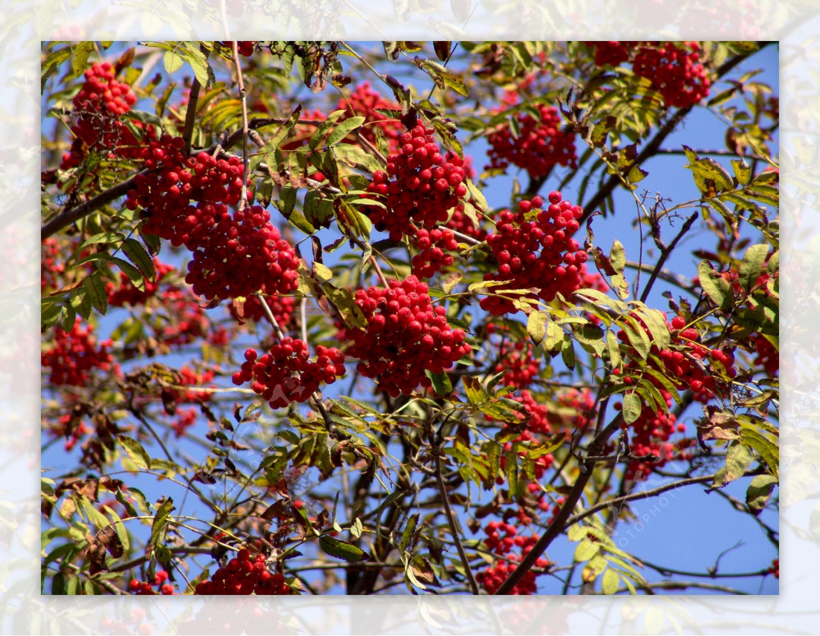 红色果子树图片