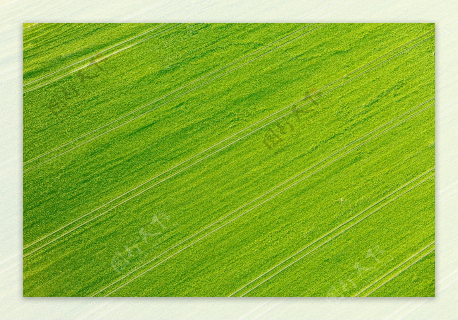 绿色草场