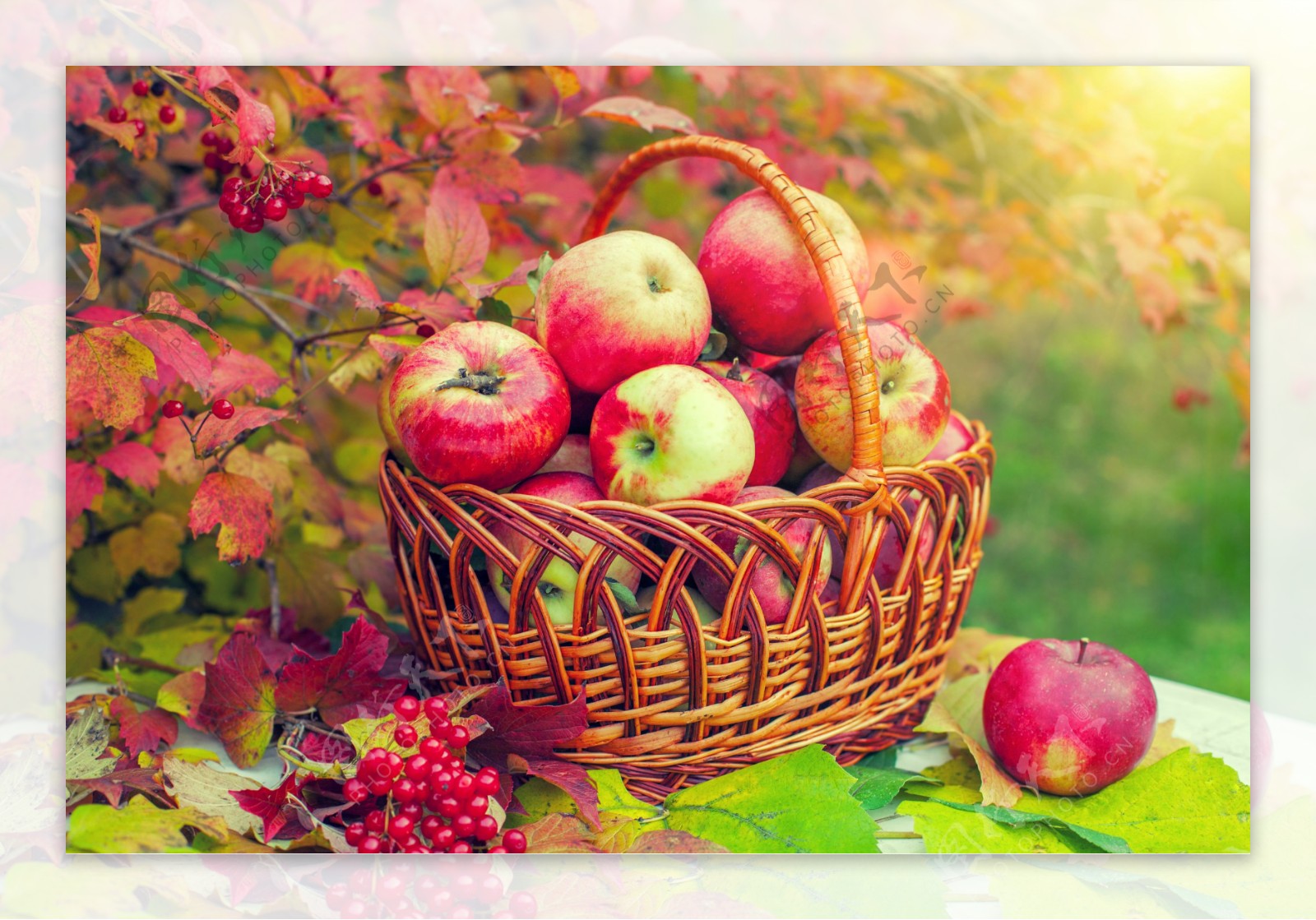 秋天红色果子与红苹果图片