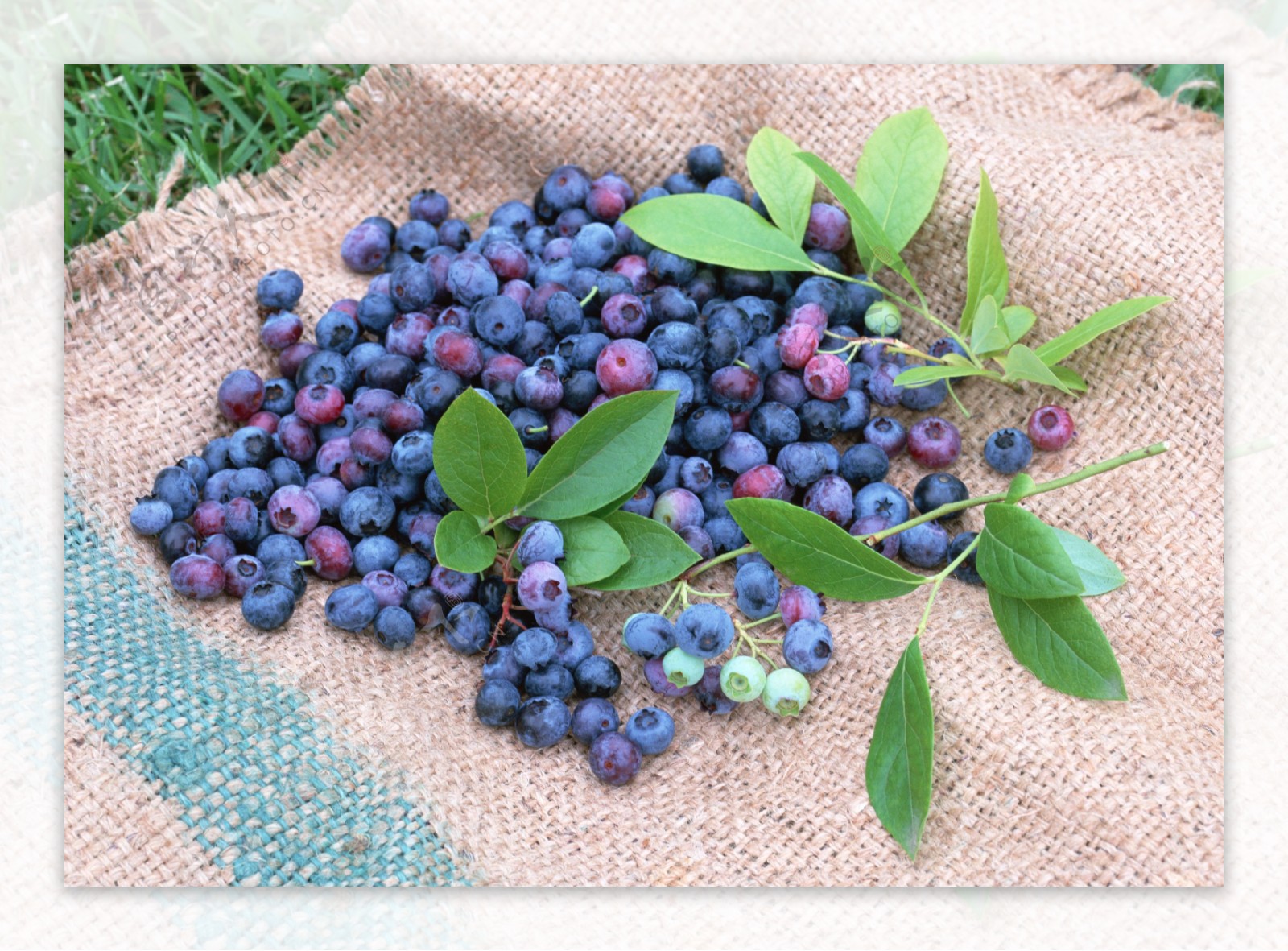 丰收蓝莓