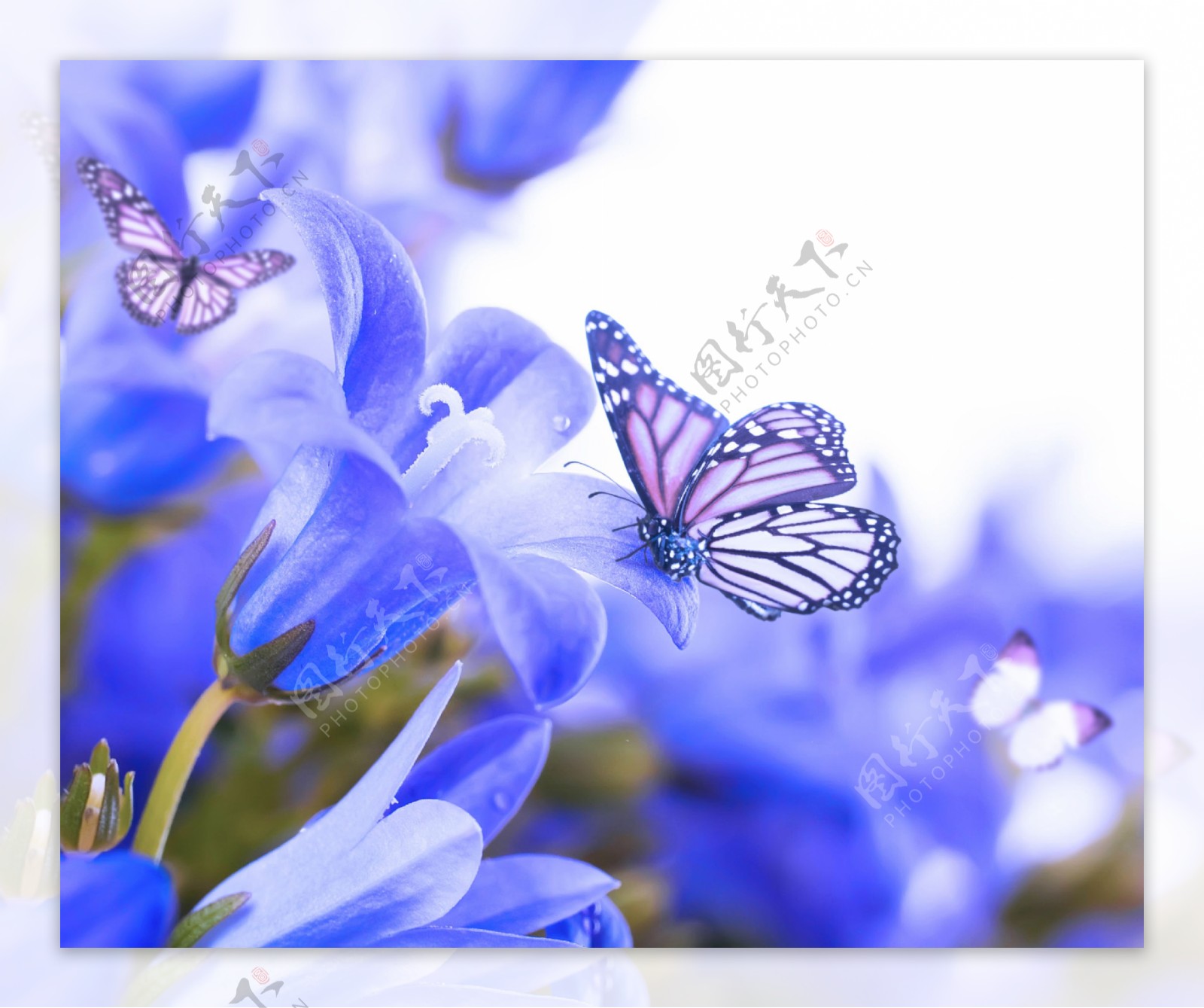 紫色花朵和蝴蝶图片