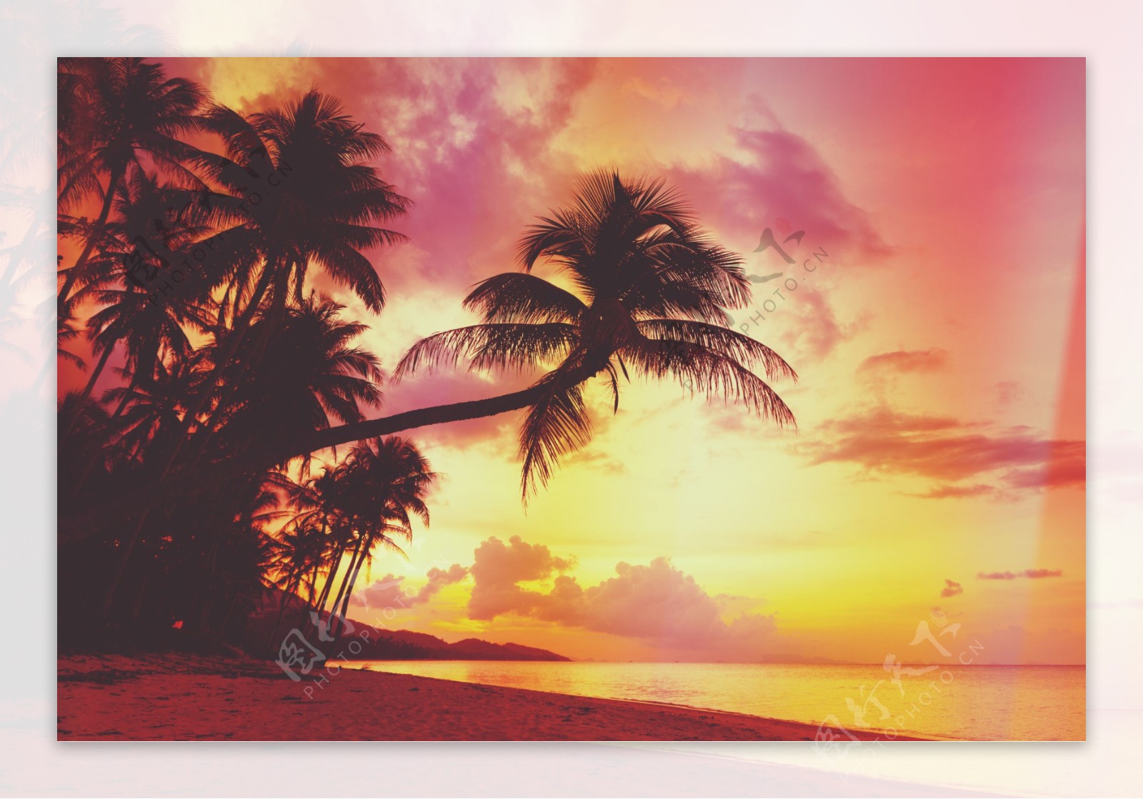 晚霞美丽椰子树风景图片