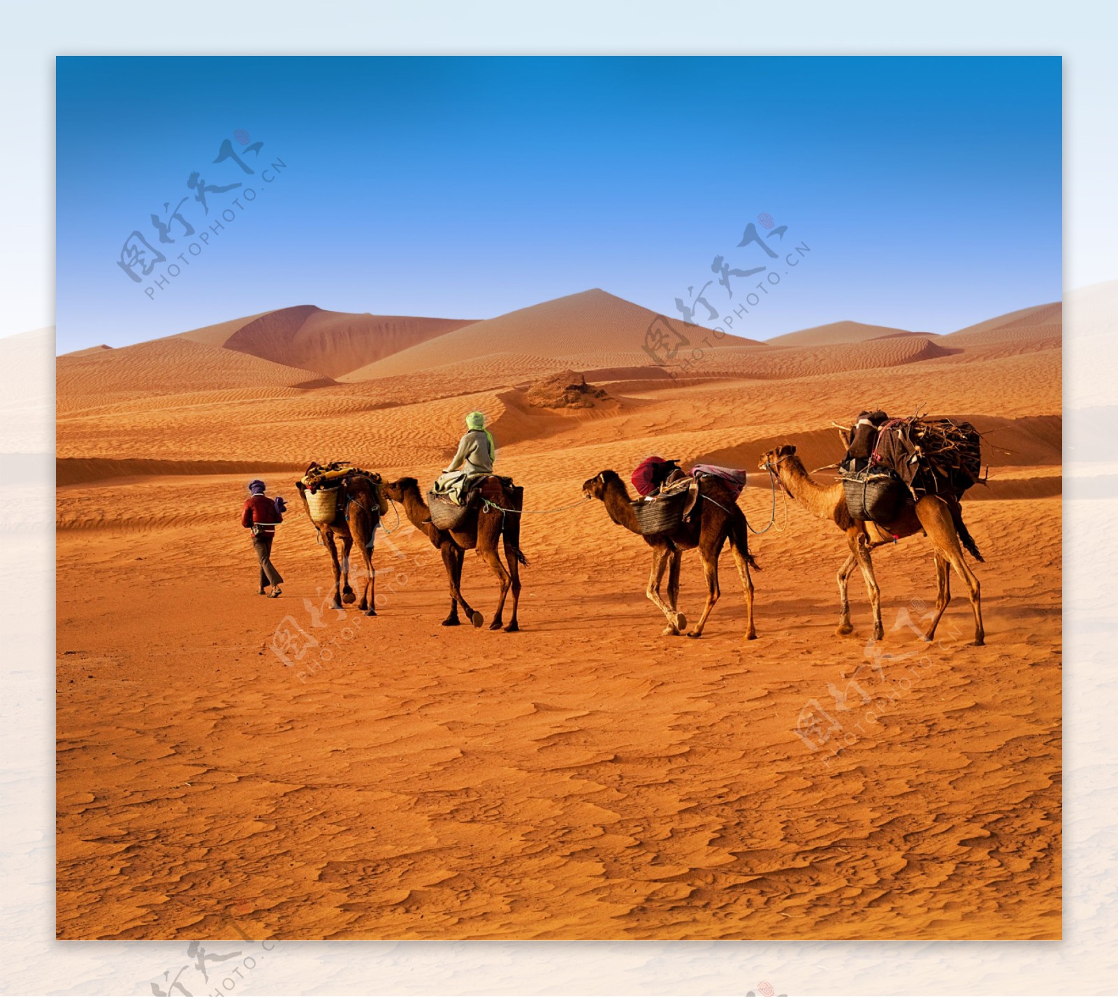 沙漠里的骆驼与人