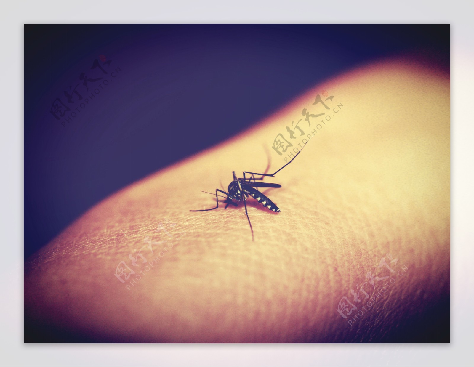 高清蚊子吸血图片