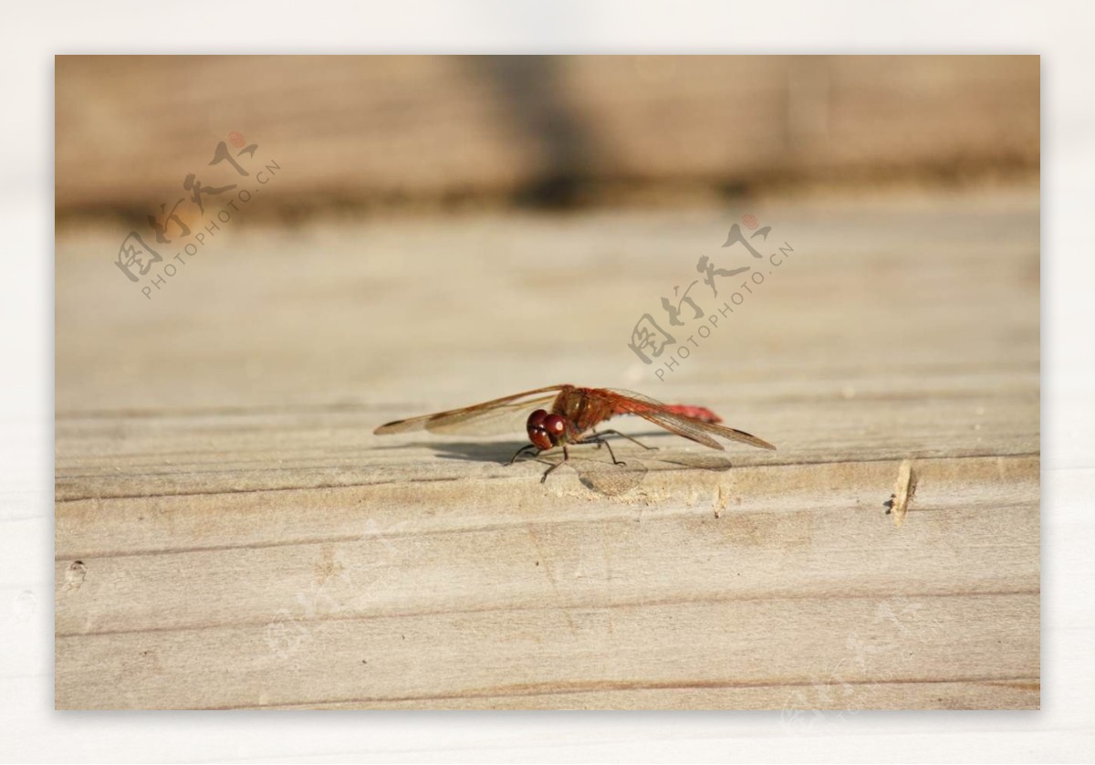 红色小蜻蜓高清图片