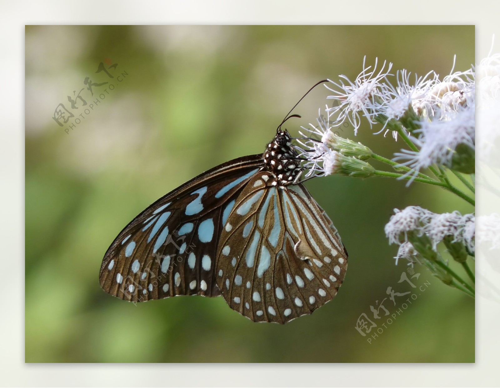 啬青斑蝶图片