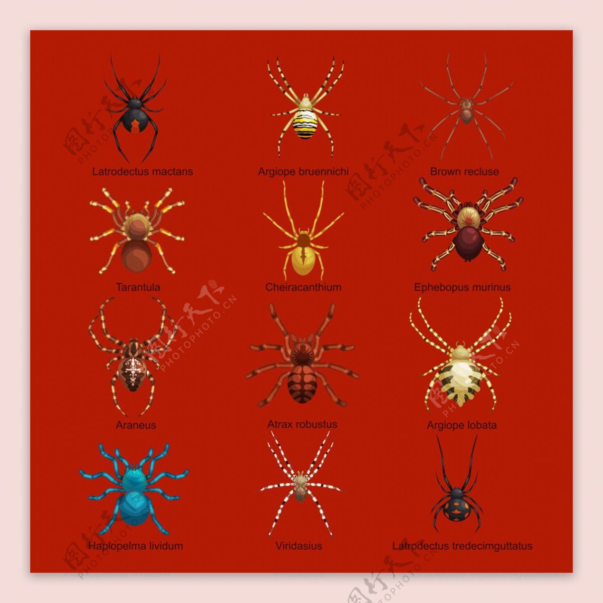 红色背景蜘蛛模型图片矢量