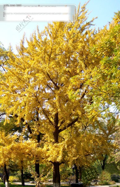 秋天阳光金黄的秋叶挺拔的树干2