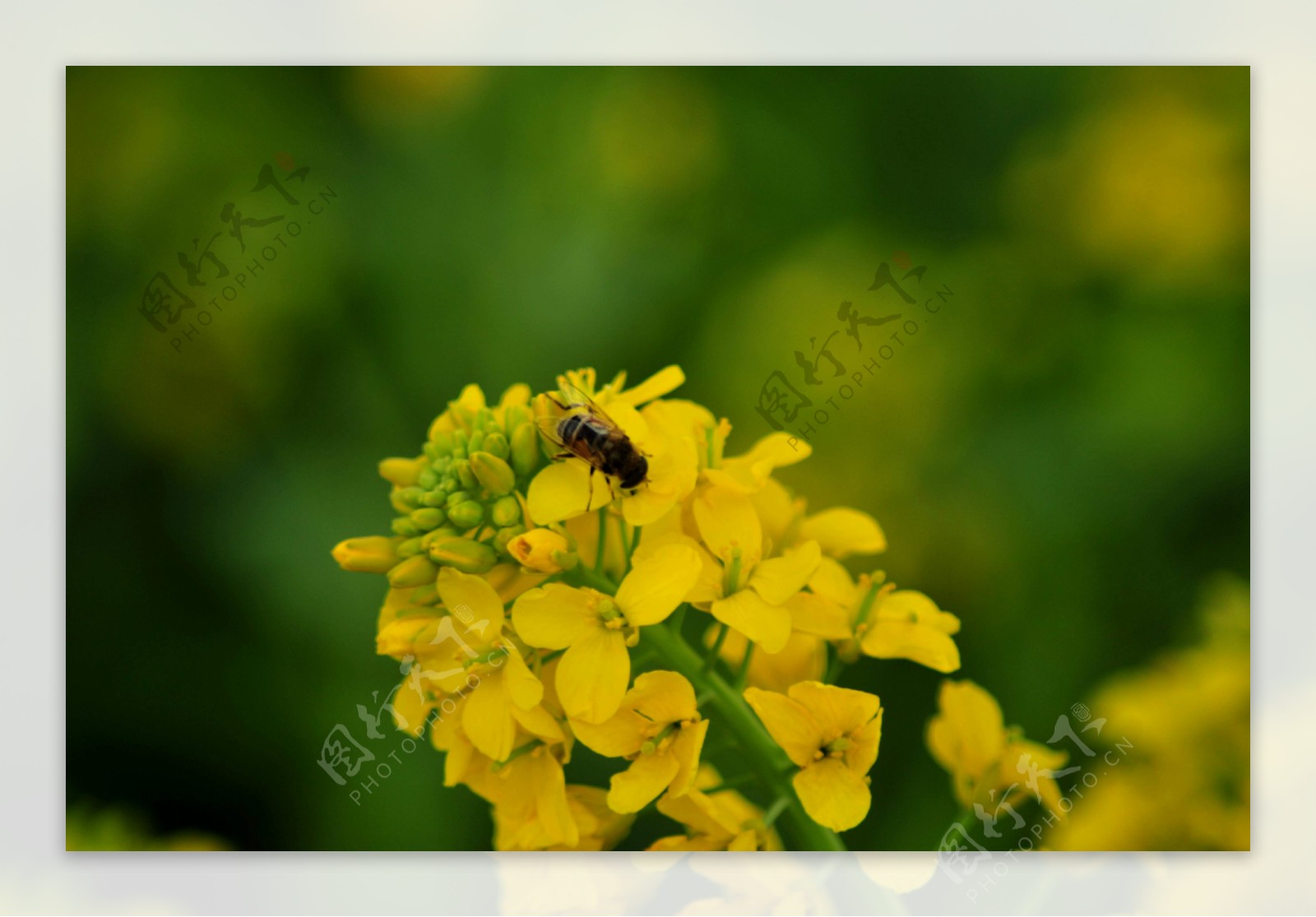 高清采蜜油菜花图片