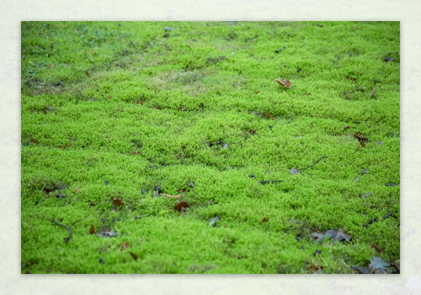 绿色苔藓图片