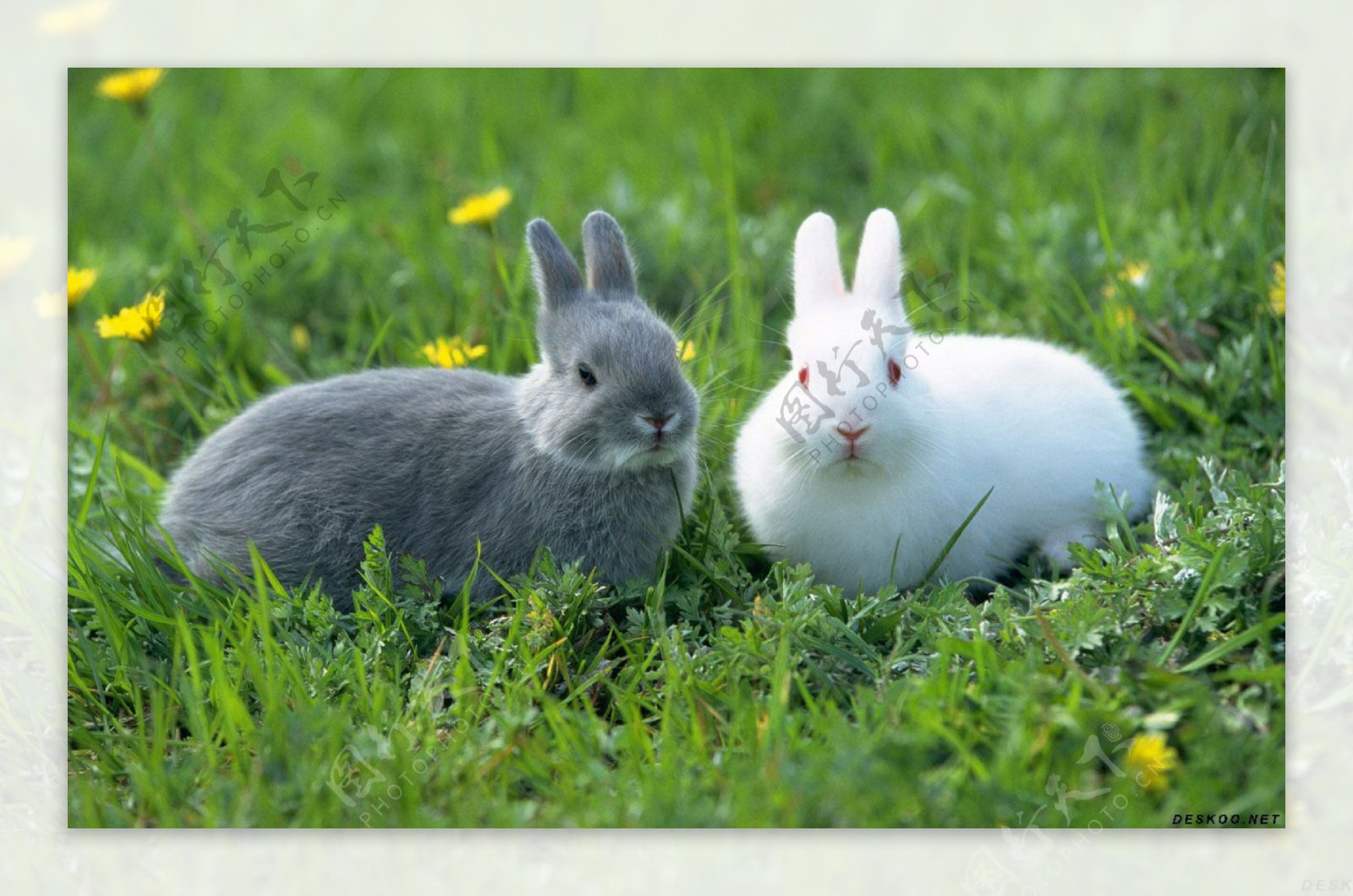 草地灰兔白兔图片