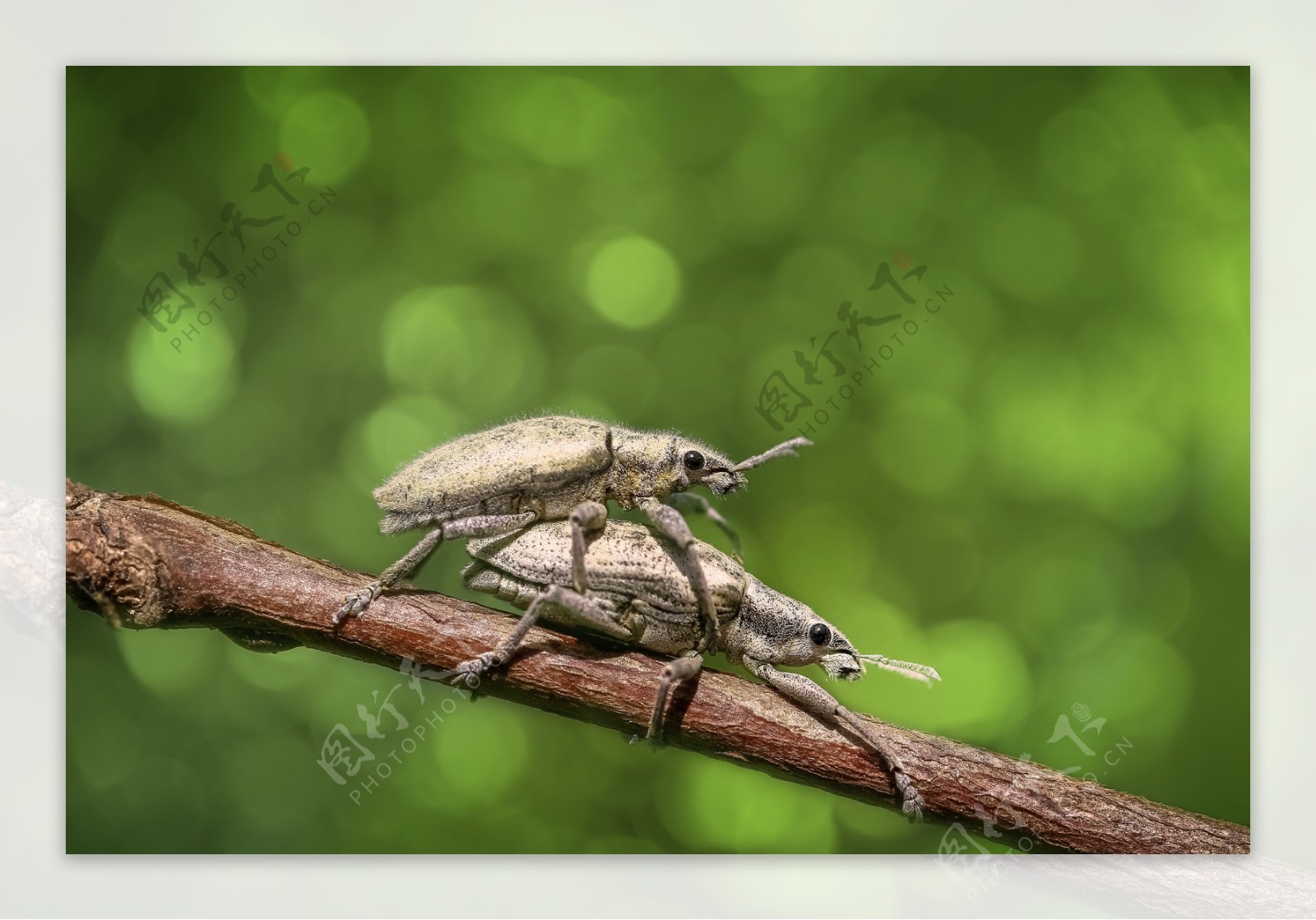 野生动物甲虫