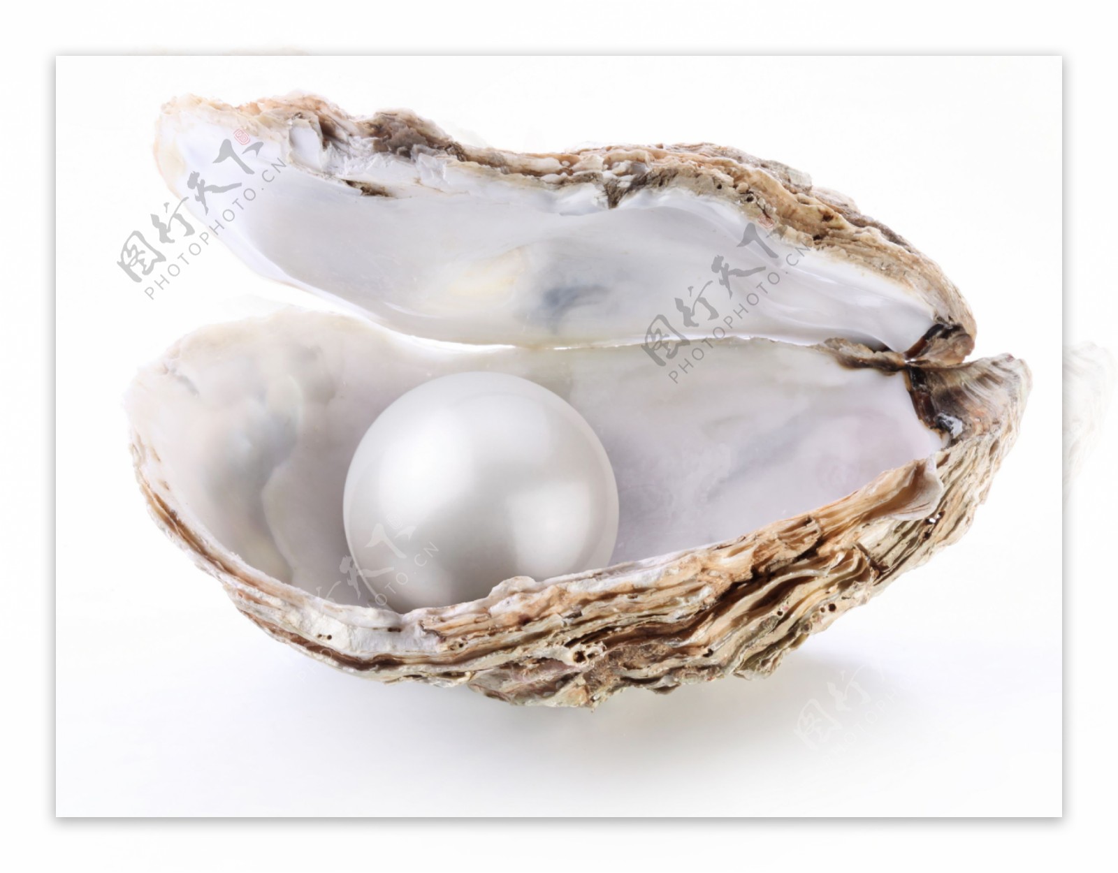 贝壳的里的珍珠图片