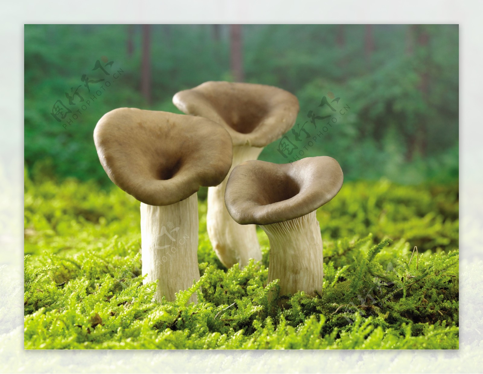 生长在草地上的三个蘑菇图片