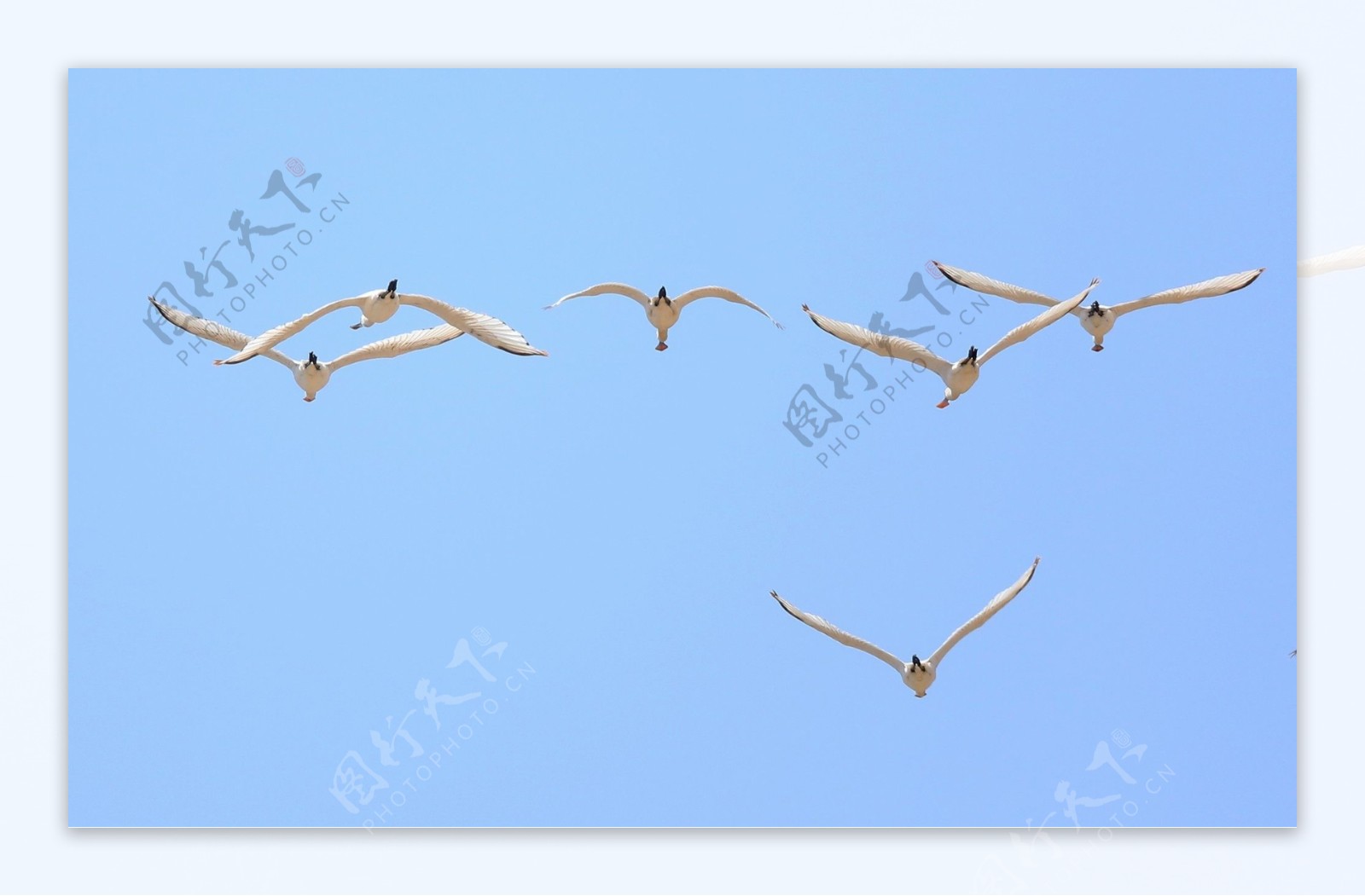 空中飞翔白琵鹭图片