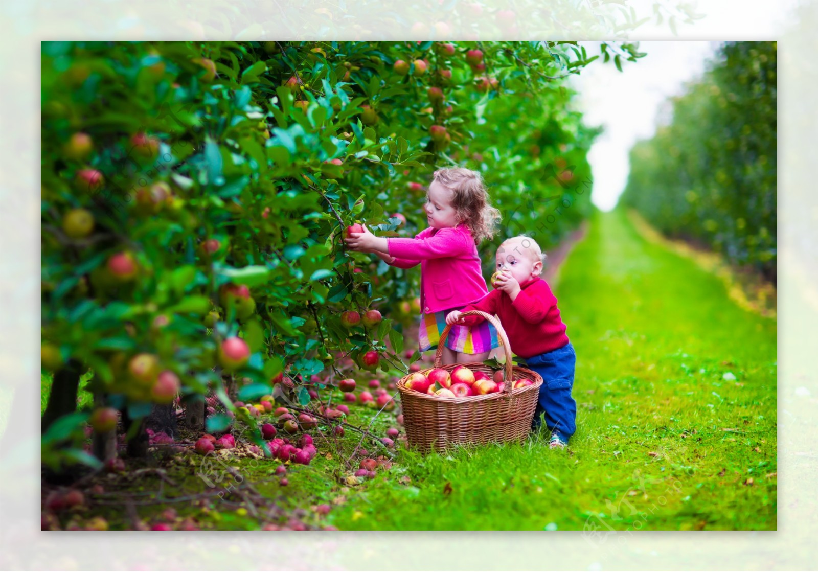 果园里吃苹果的儿童图片