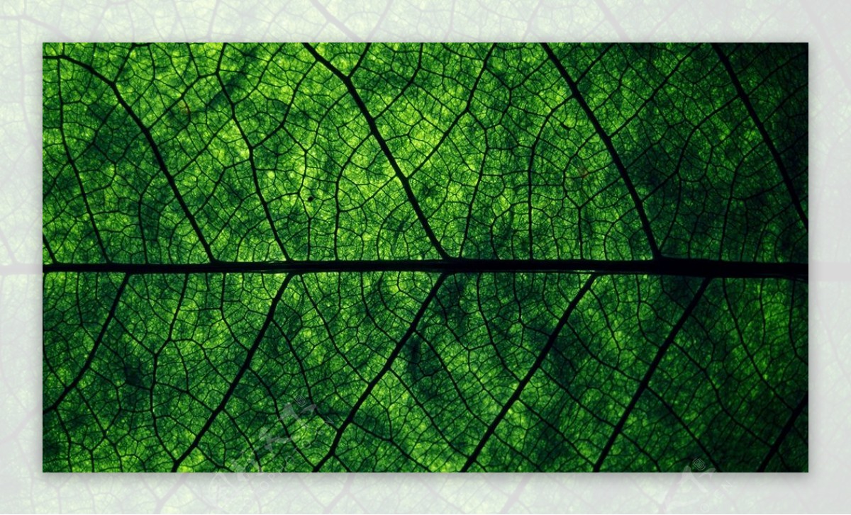 纹理叶绿色性质结构叶壁纸