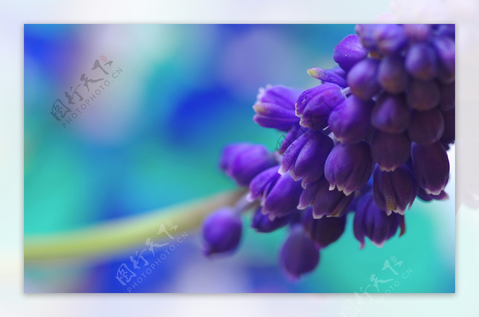 紫色风信子图片
